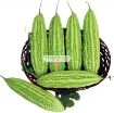 รูปภาพของ Hạt giống Mướp Đắng (Khổ  Qua)
