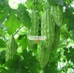 รูปภาพของ Hạt giống Mướp Đắng (Khổ  Qua)