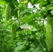 รูปภาพของ Hạt giống Mướp Đắng (Khổ  Qua)