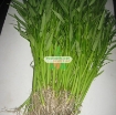 Ảnh của Hạt giống Rau Muống Thái Lan