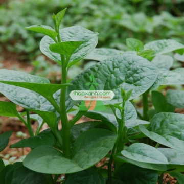Ảnh của Hạt giống rau Mùng Tơi (Mồng tơi)