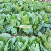รูปภาพของ Hạt giống Cải Thảo (VN)