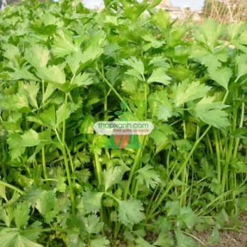 Ảnh của Hạt giống rau Cần Tây