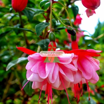 รูปภาพของ Hạt giống hoa Lồng Đèn (hoa Vân Anh, hoa Hồng Đăng)