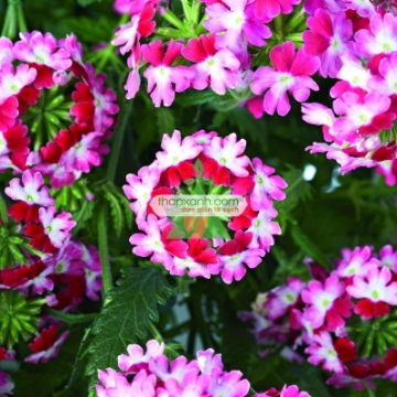 Ảnh của Hạt giống hoa Vân Anh mix