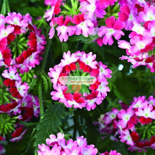 รูปภาพของ Hạt giống hoa Vân Anh mix