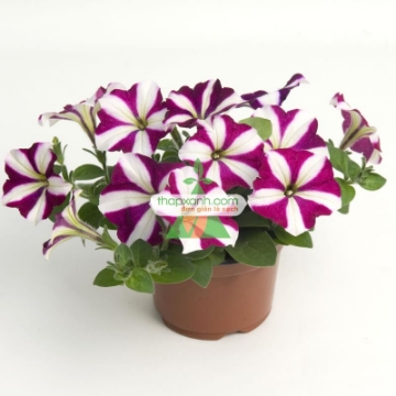 Ảnh của Hạt giống hoa Dạ Yến Thảo sọc rủ mix