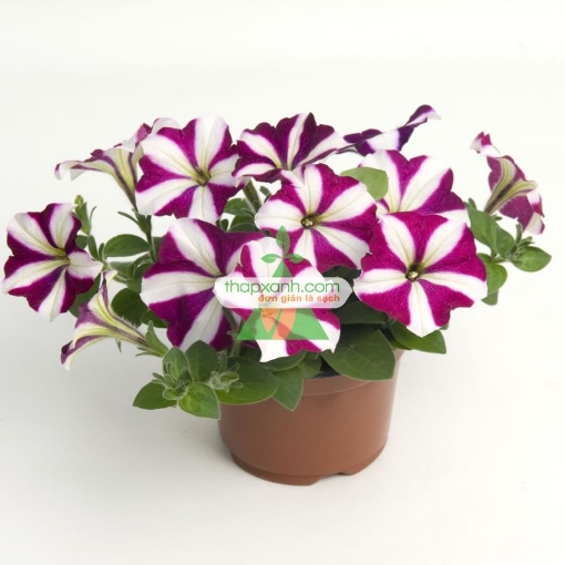 รูปภาพของ Hạt giống hoa Dạ Yến Thảo sọc rủ mix