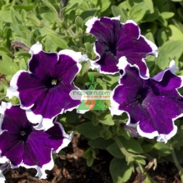 Ảnh của Hạt giống hoa Dạ Yến Thảo viền rủ mix