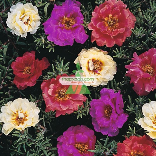 Gambar Hạt giống hoa Mười Giờ kép mix (Mỹ)