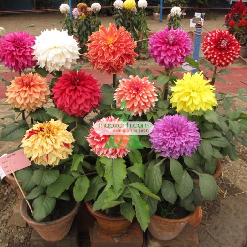 รูปภาพของ Hạt giống hoa Thược Dược mix