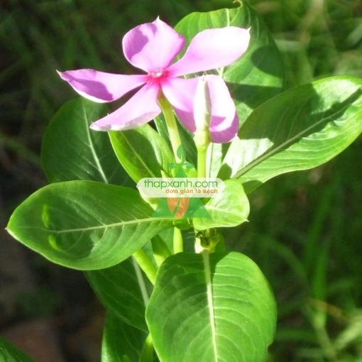 รูปภาพของ Hạt giống hoa Dừa Cạn