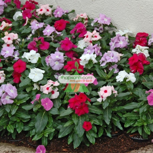 รูปภาพของ Hạt giống hoa Dừa Cạn Rủ