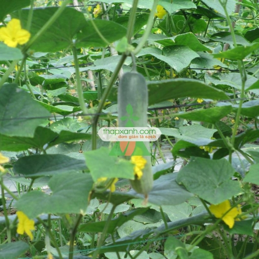 รูปภาพของ Hạt giống Dưa Chuột (Dưa leo)