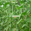 รูปภาพของ Hạt giống Dưa Chuột (Dưa leo)