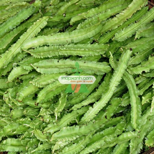 รูปภาพของ Hạt giống Đậu Rồng (đậu Khế)