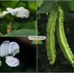 รูปภาพของ Hạt giống Đậu Rồng (đậu Khế)