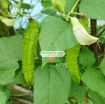 รูปภาพของ Hạt giống Đậu Rồng (đậu Khế)
