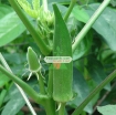 Picture of Hạt giống Đậu Bắp Xanh (Mướp tây)