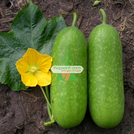 Ảnh của Hạt giống Bí Đao (Bí Sặt)
