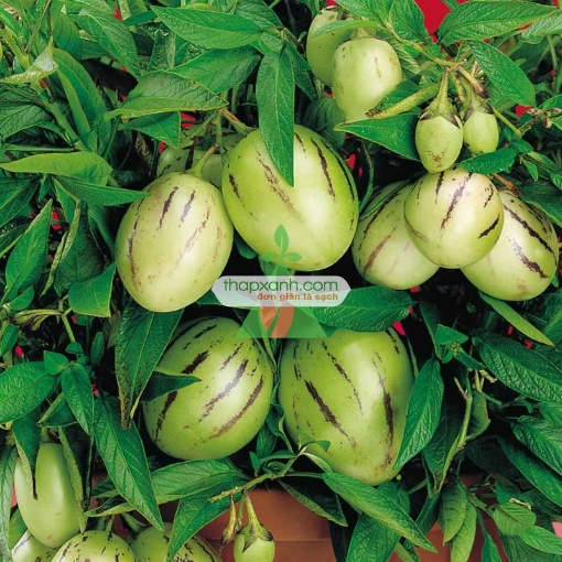 Ảnh của Hạt giống Dưa Lê Sọc tím