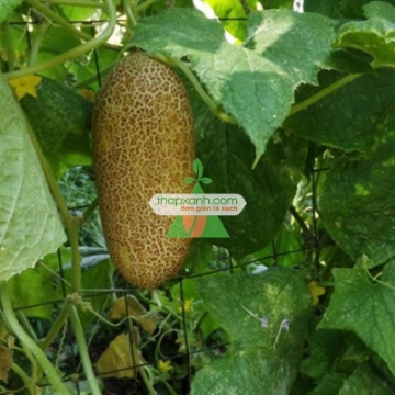 รูปภาพของ Hạt giống Dưa Chuột Khoai Tây