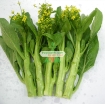 Ảnh của Hạt giống rau Cải Bó Xôi (rau Chân Vịt, BiNa)