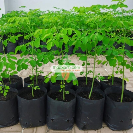 Gambar Hạt giống cây Chùm Ngây