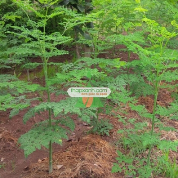 Picture of Cây giống Chùm Ngây