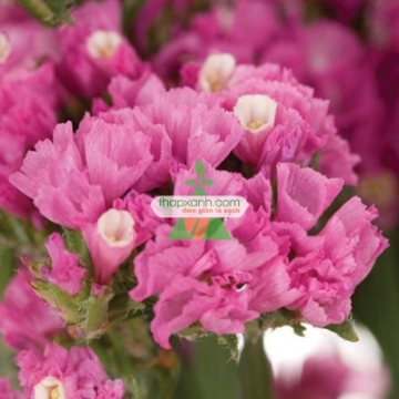 Gambar Hạt giống hoa SaLem hồng