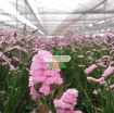 รูปภาพของ Hạt giống hoa SaLem hồng