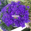 รูปภาพของ Hạt giống hoa SaLem Xanh (Salem Tím)