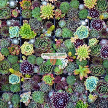 รูปภาพของ Hạt giống hoa Sen Đá