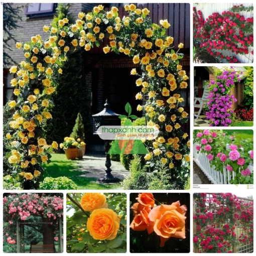 รูปภาพของ Hạt giống hoa Hồng Leo mix