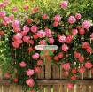รูปภาพของ Hạt giống hoa Hồng Leo mix