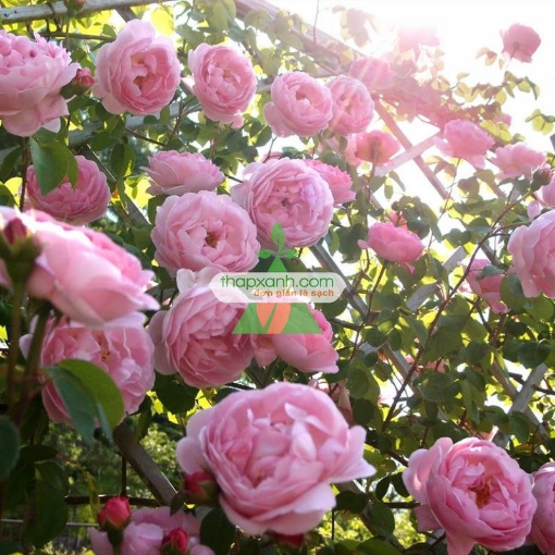 รูปภาพของ Hạt giống hoa Hồng Leo phớt hồng