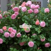 รูปภาพของ Hạt giống hoa Hồng Leo phớt hồng