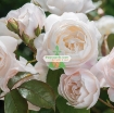รูปภาพของ Hạt giống hoa Hồng Leo trắng