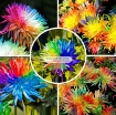รูปภาพของ Hạt giống hoa Cúc Cầu Vồng