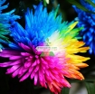 รูปภาพของ Hạt giống hoa Cúc Cầu Vồng