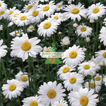 Ảnh của Hạt giống hoa Cúc Châu Phi (trắng)