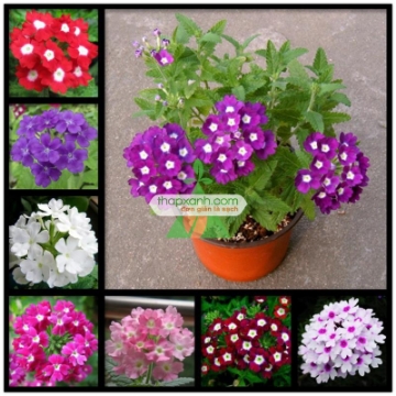 Ảnh của Hạt giống hoa Cúc Indo (Cúc Nữ Hoàng)