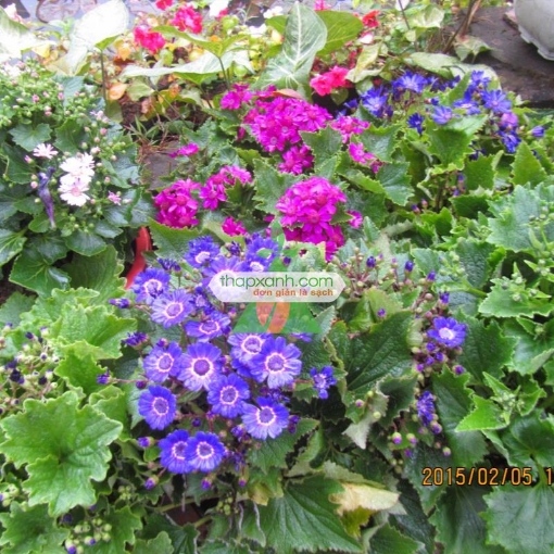 รูปภาพของ Hạt giống hoa Cúc Lá Nho mix