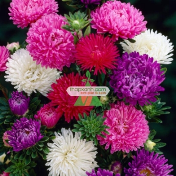 图片 Hạt giống hoa Cúc Tây Kim Cương mix