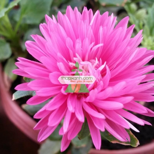 รูปภาพของ Hạt giống hoa Cúc Tây Kim Cương (hồng)