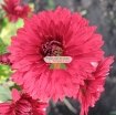 รูปภาพของ Hạt giống hoa Cúc Tây Kim Cương (hồng)