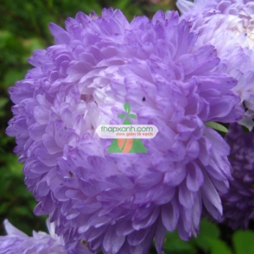 图片 Hạt giống hoa Cúc Tây Kim Cương (xanh tím)