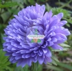 รูปภาพของ Hạt giống hoa Cúc Tây Kim Cương (xanh tím)