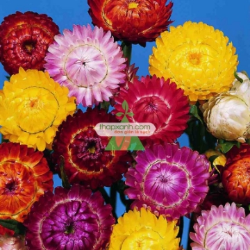 รูปภาพของ Hạt giống hoa Bất Tử mix