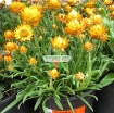 图片 Hạt giống hoa Bất Tử (màu cam)